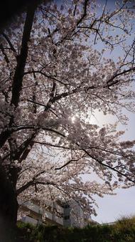 桜 桜の写真