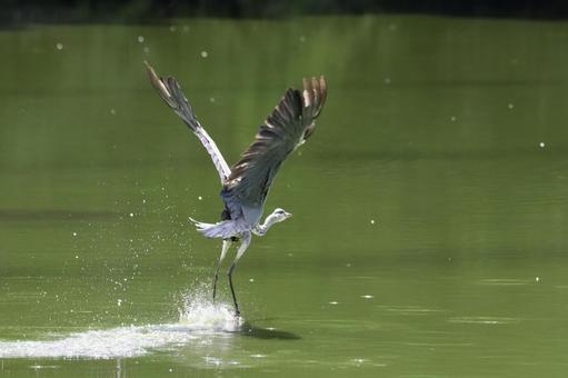 Photo, wild bird, natural, summer, 