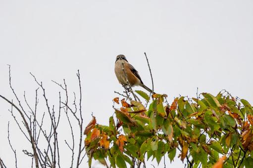 モズ(30) モズ(30)の写真