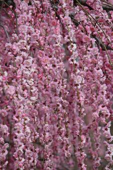 ウメの花 ウメの花の写真