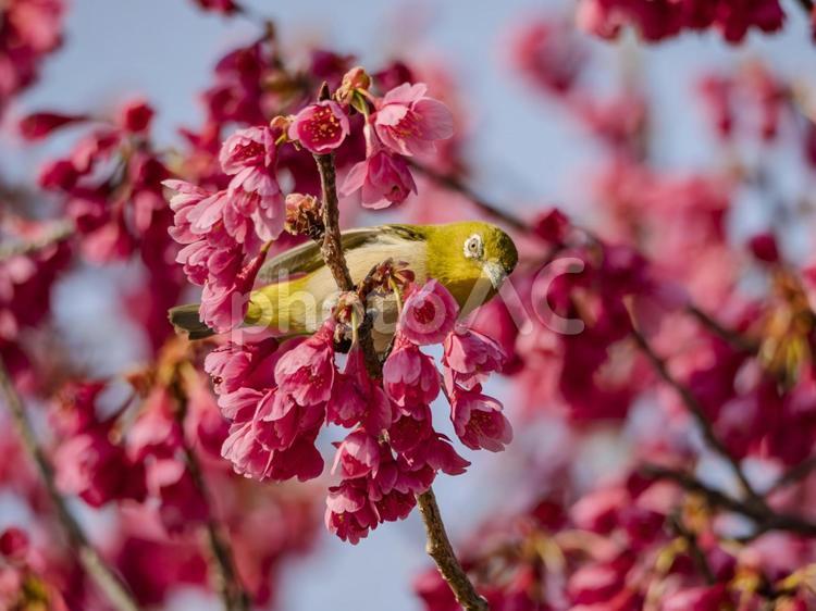 寒緋桜のメジロくん メジロ,野鳥,小鳥の写真素材