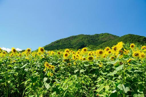 ヒマワリ(52) ヒマワリ(52) 夏,花,ヒマワリの写真素材
