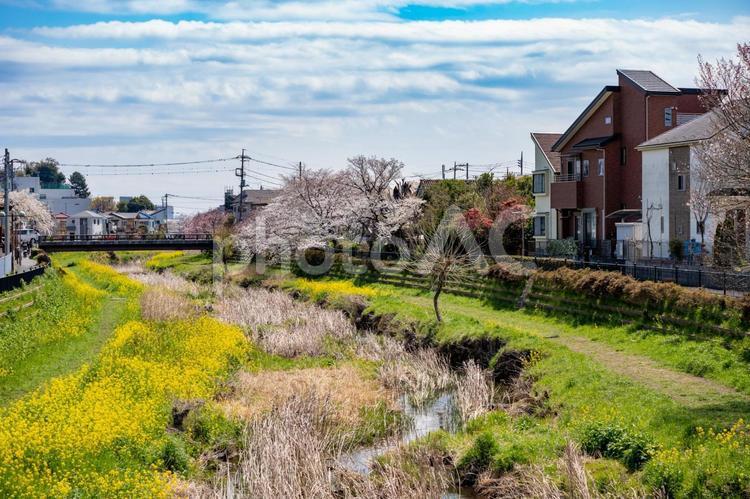 東京都　調布市　野川に咲く桜と菜の花 調布市,東京,多摩川の写真素材