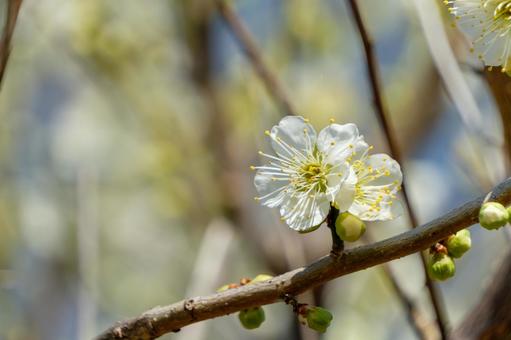 白梅の花と蕾の写真