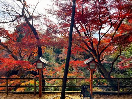 Autumnal Forest, JPG Autumnal Forest, JPG