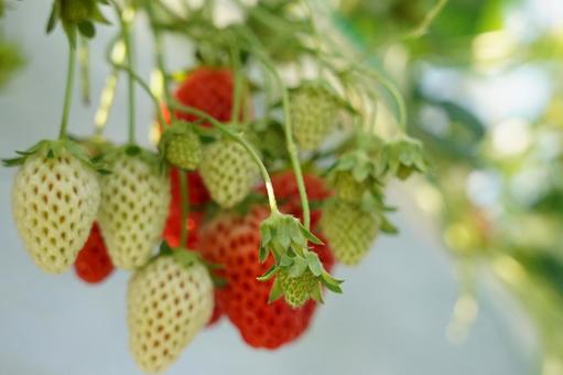 Strawberry Picking, JPG