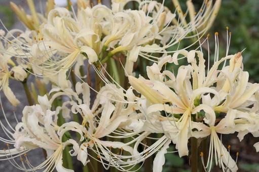 白い彼岸花 植物,花,花びらの写真素材