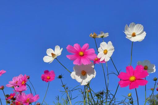 コスモス　花　青空 花,コスモス,秋桜の写真素材