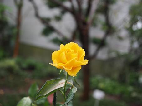 バラ園にて黄色い薔薇を撮影しました バラ園にて黄色い薔薇を撮影しましたの写真