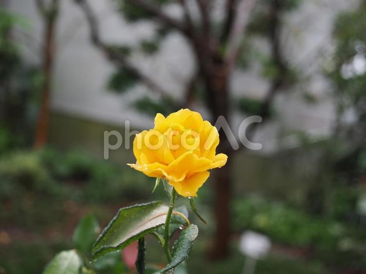 バラ園にて黄色い薔薇を撮影しました 花,マクロ,花びらの写真素材