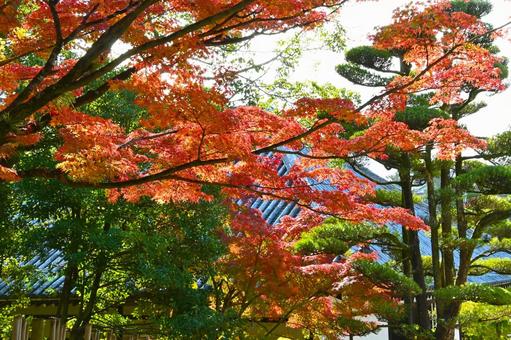 菩提院大御堂の紅葉風景 菩提院大御堂,十三鐘,三条通りの写真素材