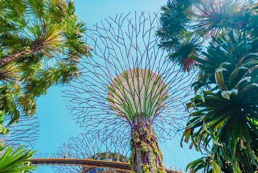 【シンガポール】スーパーツリー 【シンガポール】スーパーツリー シンガポール,スーパーツリー,植物園の写真素材