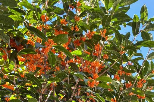 キンモクセイの写真