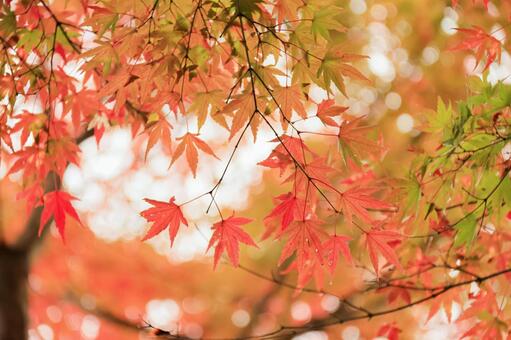 もみじロード もみじロード,紅葉,絶景の写真素材