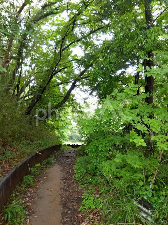 小山田緑地　５月雨上がり 新緑,トレッキング,小山田緑地の写真素材