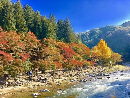 紅葉 紅葉の写真