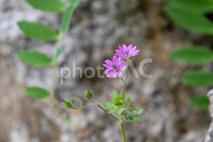 静けさの中に咲くゲンノショウコの花 ゲンノショウコ,花,春の写真素材