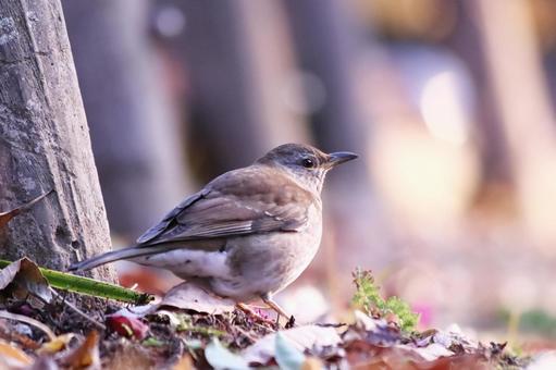 地面に降りた野鳥のシロハラ 地面に降りた野鳥のシロハラ 野鳥,シロハラ,鳥の写真素材