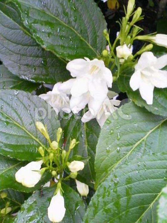 古風・秘密～マルバウツギ 樹木,花言葉,ガーデニングの写真素材