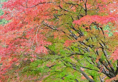 緑の中で美しく色づく木々3 木々,紅葉,黄葉の写真素材