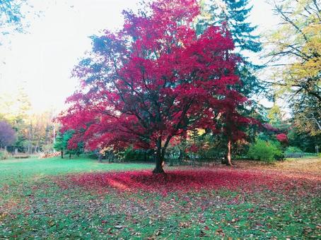 紅葉 紅葉の写真