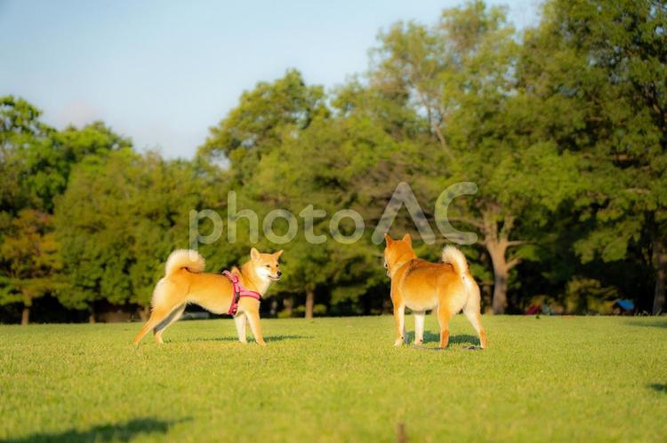 夏の公園で遊ぶ柴犬 柴犬,夏,景色の写真素材