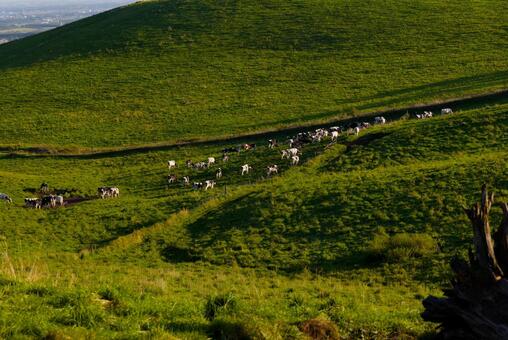 ナイタイ高原に放牧される牛 ナイタイ高原,上士幌,北海道の写真素材
