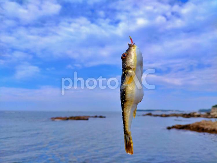 クサフグが釣れたよ！！ 釣り,レジャー,キャンプの写真素材