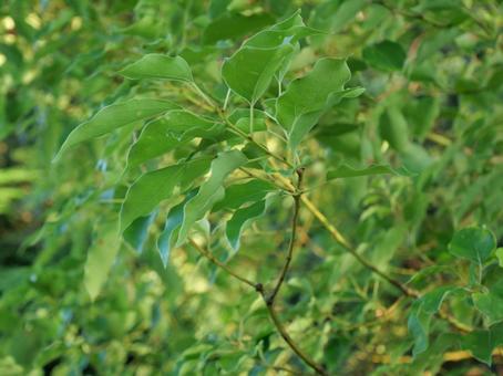 公園の緑 公園の緑の写真