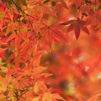 紅葉 秋,11月,もみじの写真素材