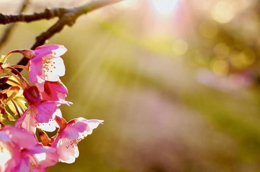 朝の日差しがあたる上関城山歴史公園河津桜 河津桜,上関城山歴史公園,朝日の写真素材