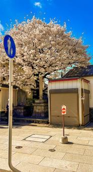 下町の桜 ノスタルジー,桜,柴又の写真素材