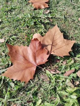 スズカケノキの落ち葉 スズカケノキ,プラタナス,木の葉の写真素材