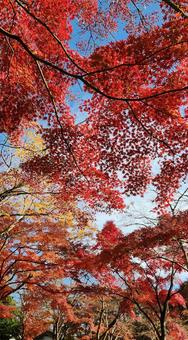 「青空に映える鮮やかな紅葉トンネル」 「青空に映える鮮やかな紅葉トンネル」 紅葉,もみじ,秋の写真素材