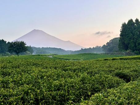 晩夏の茶畑と富士山 晩夏の茶畑と富士山の写真