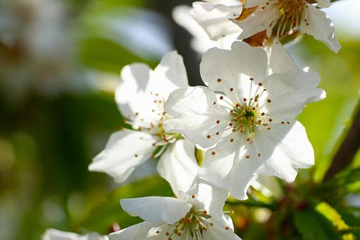 Cherry flower 03, JPG Cherry flower 03, JPG