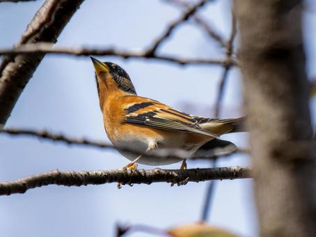 枝にとまるアトリ アトリ,獦子鳥,花鶏の写真素材