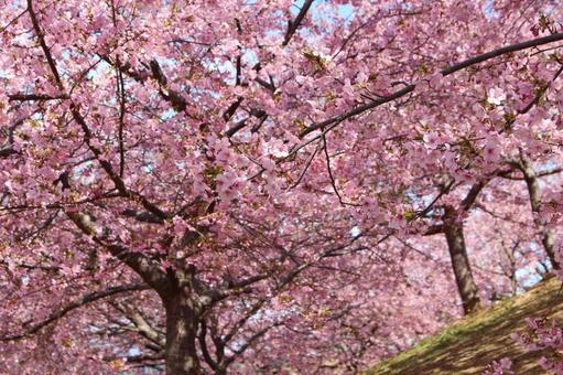 Sakura and blue sky 033, चेरी का पेड़, चेरी फूल, सकुरा, JPG