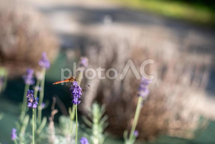 ラベンダーの花にとまるアキアカネ ラベンダー,トンボ,アキアカネの写真素材
