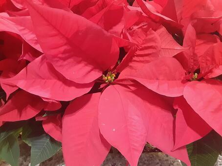 ポインセチア ポインセチア,クリスマス,赤の写真素材