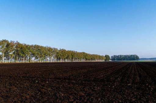 十勝の朝、黒土と青空に伸びる白樺林 カラマツ,白樺,防風林の写真素材