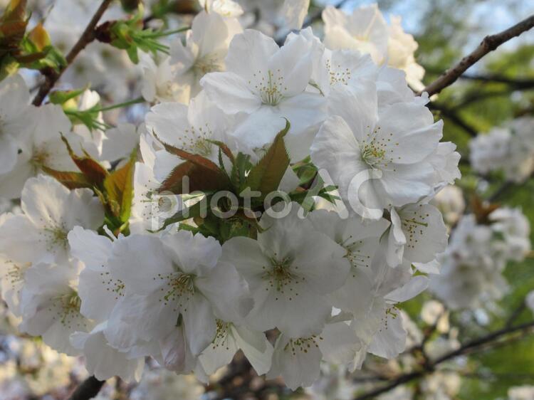 美しい花 桜,花,春の写真素材