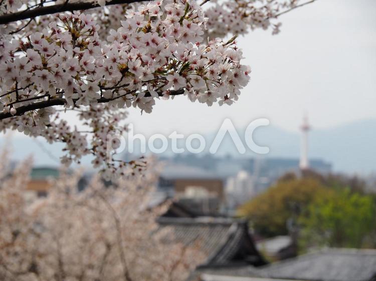 さくらと街並み さくら,桜,晴れやかの写真素材