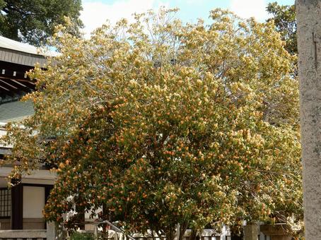 【花の写真】キンモクセイ（金木犀） キンモクセイ,金木犀,植物の写真素材