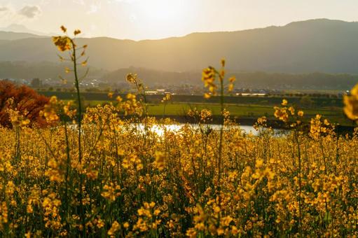 250504飯山市菜の花公園 長野県,飯山市,菜の花公園の写真素材