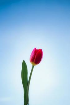 チューリップと青空の写真