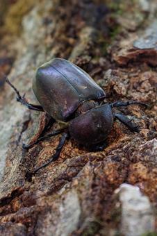 カブトムシのメス カブトムシのメスの写真
