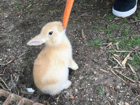 大久野島のにんじん大好きうさぎ 大久野島,ウサギ,うさぎの写真素材