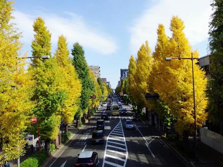 八王子甲州街道の黄色いイチョウ並木と道路 イチョウ,銀杏,イチョウ並木の写真素材