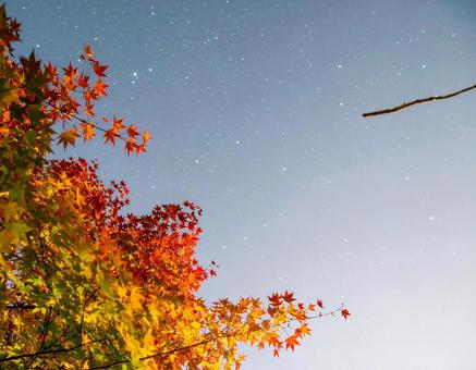 秋の紅葉の写真